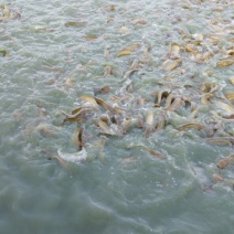 胡子鲶食用