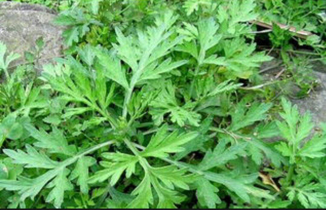 艾叶与花椒的植物形态展示