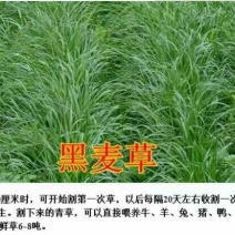 黑麦草种子