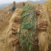 红葱大葱净葱3cm左右
