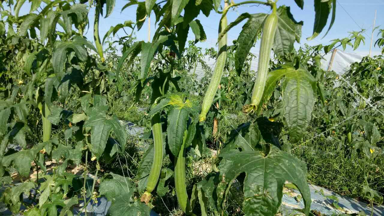 高清微距摄影:同一丝瓜藤蔓上并列生长的雄花(左,花柄细长、无膨大子房)与雌花(右,花柄短粗、基部清晰可见椭圆形绿色子房),花瓣均为亮黄色,花冠五裂,背景可见绒毛茎蔓与心形叶片 丝瓜植株上雄花与雌花并存特写