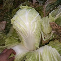 白花菜散装