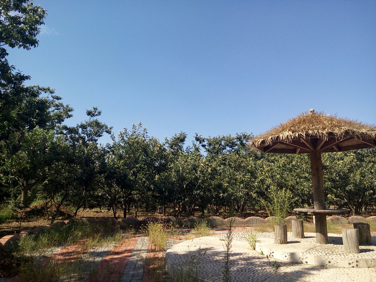 迁西板栗种植基地航拍图