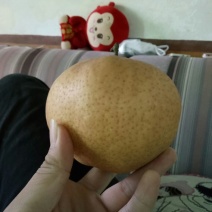 爱宕梨450~500g纸袋