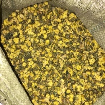 杭州白菊