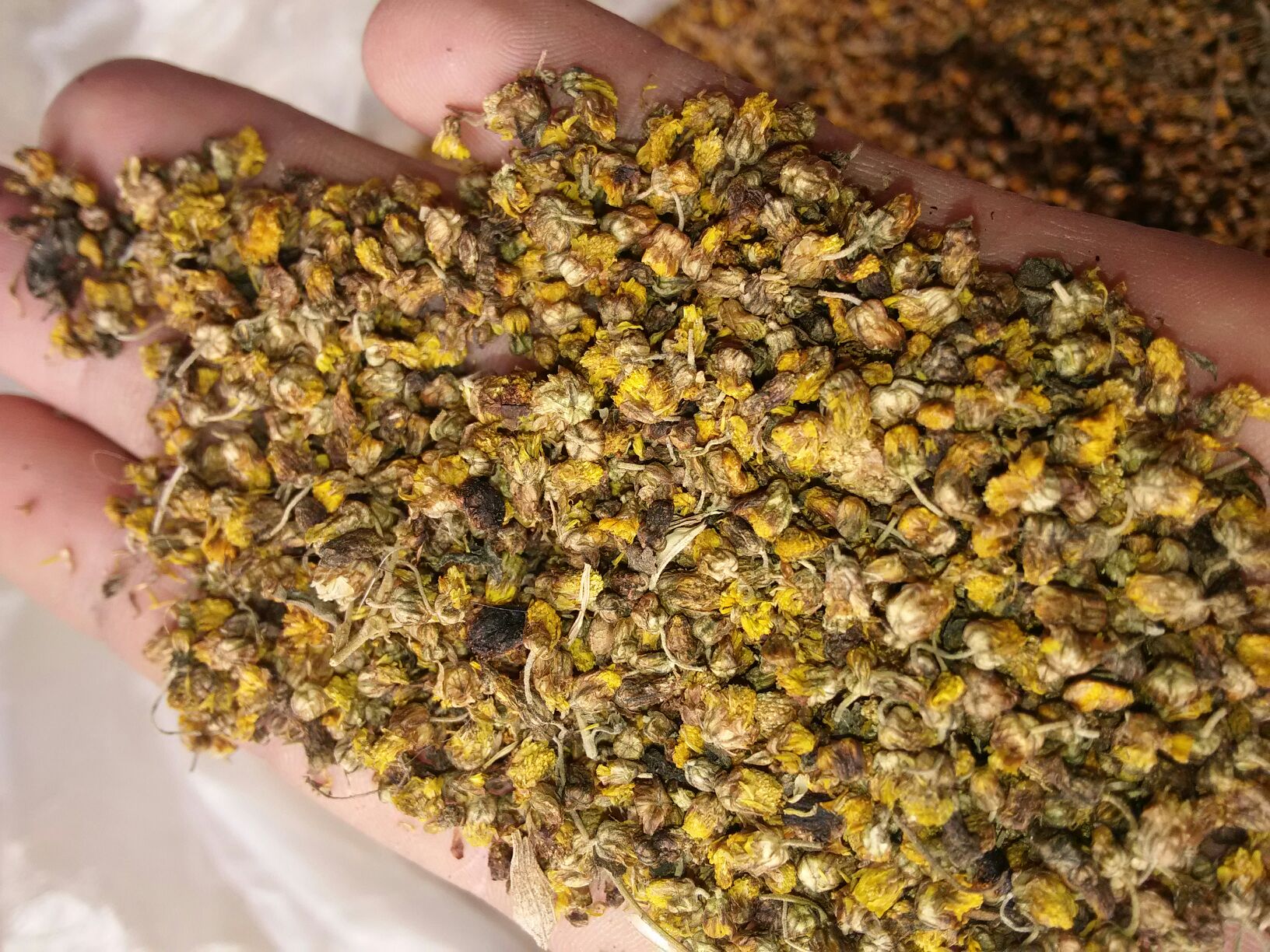 野菊花叶子泡茶图