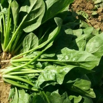 大叶菠菜25~30厘米