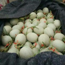网纹瓜3斤以上椭圆形