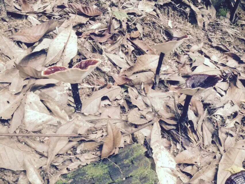 有柄黑灵芝特写