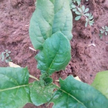 越冬菠菜10~15厘米