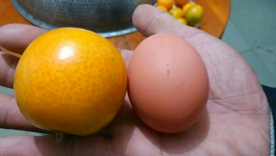 金桔营养成分柱状图