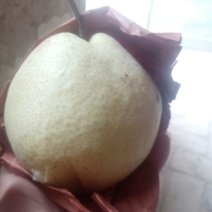 酥梨200~250g纸箱