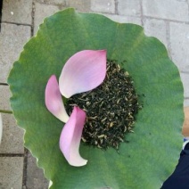 荷叶茶一级