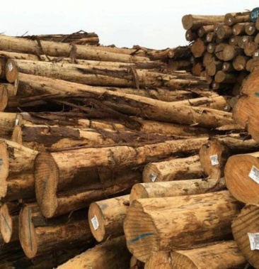 [柏木批发]川柏价格500.00元/棵 - 一亩田