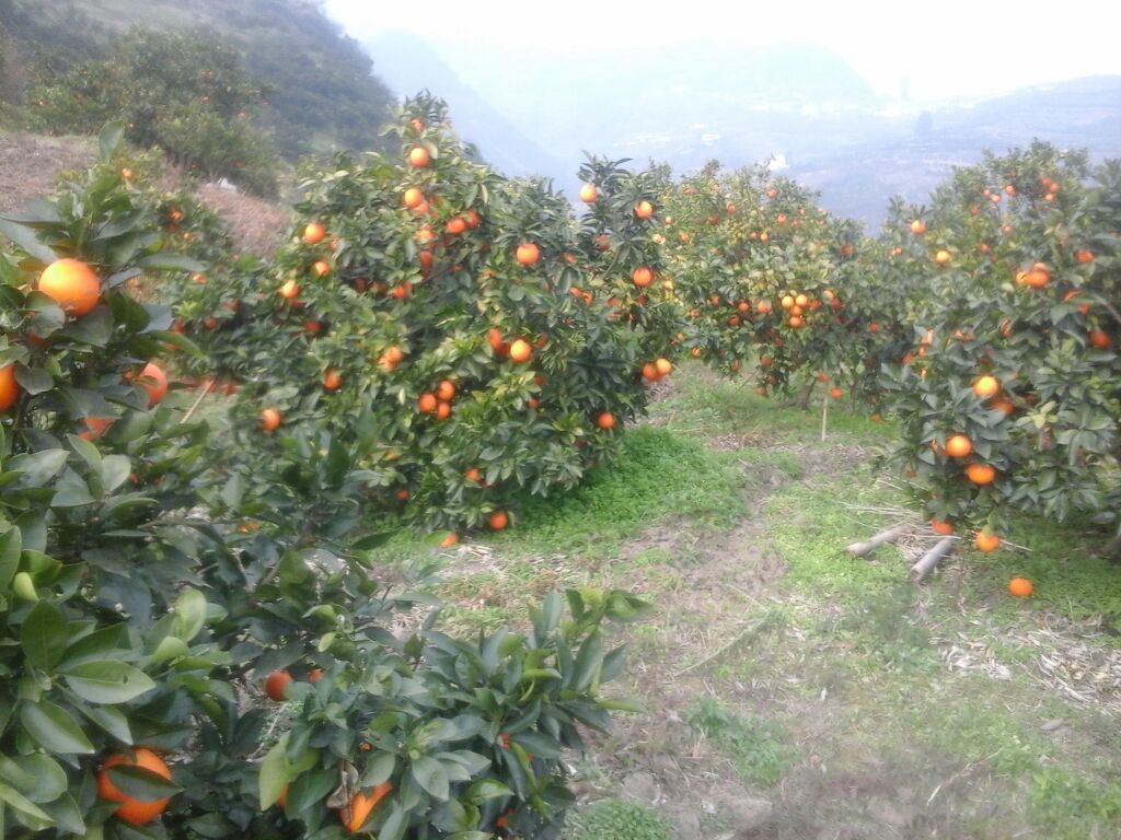 秭归脐橙果园实景图