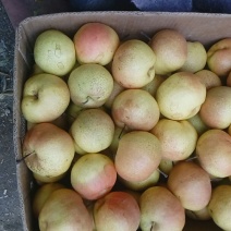 苹果梨200~250g纸箱