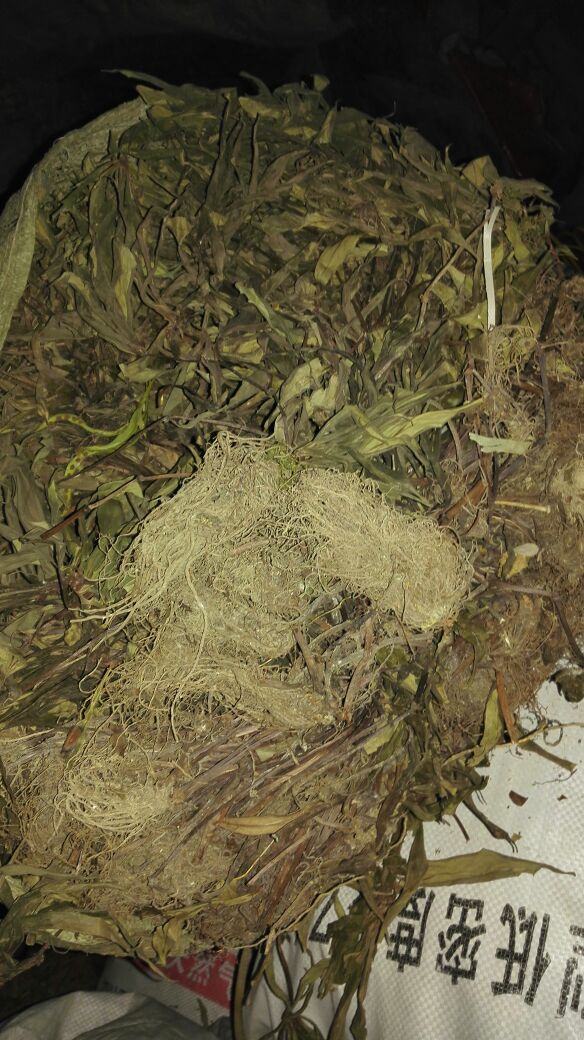 [追风伞批发]贵州野生追风伞500g全草干货包邮 中草药材公接骨丹惊风