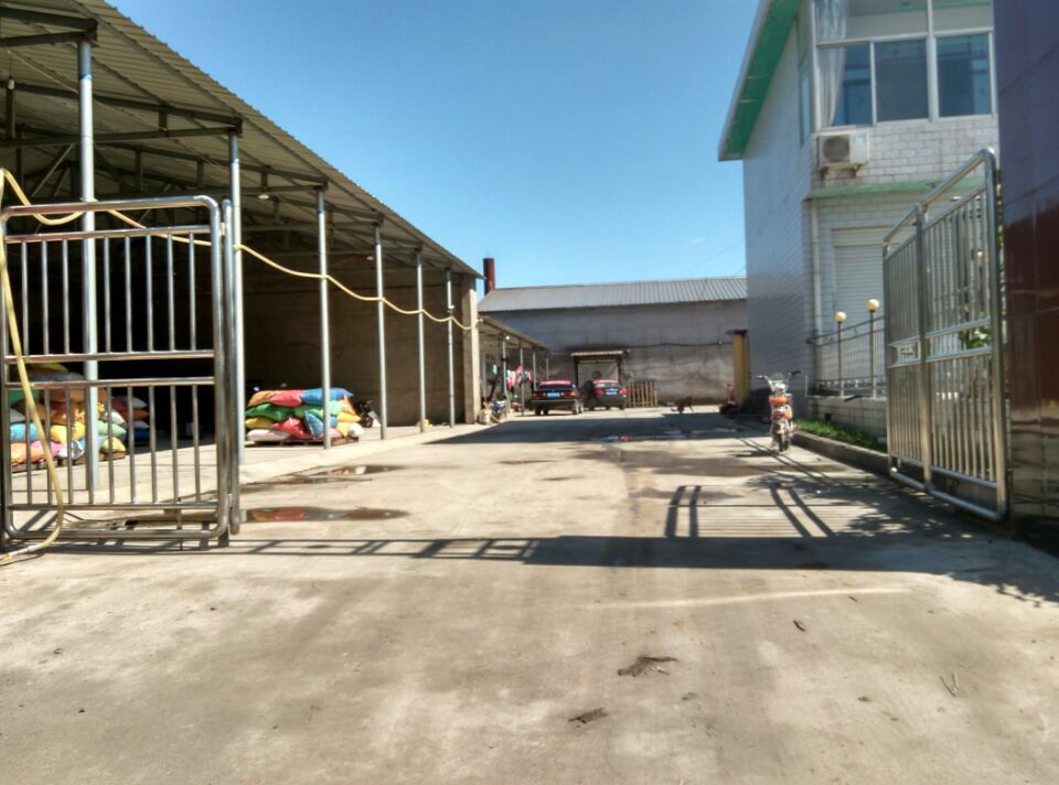 农民在怀柔村庄晾晒新鲜采摘的栗子