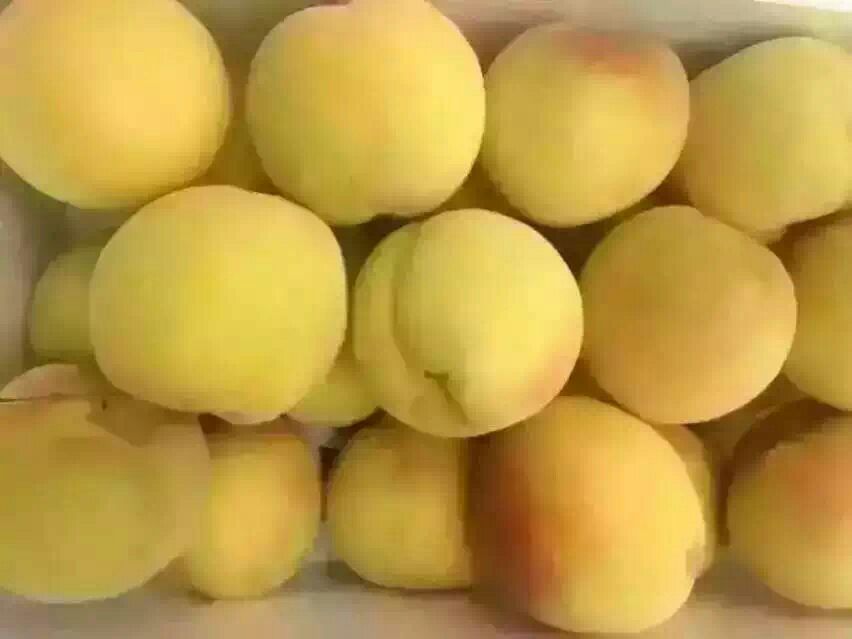 金黄色的83黄桃果实,果皮光滑,果肉饱满,展现出其优质特性 83黄桃果实特写