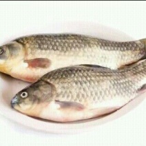 鲫鱼食用
