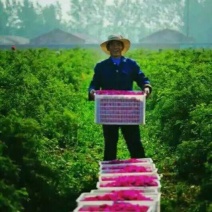 苦水玫瑰