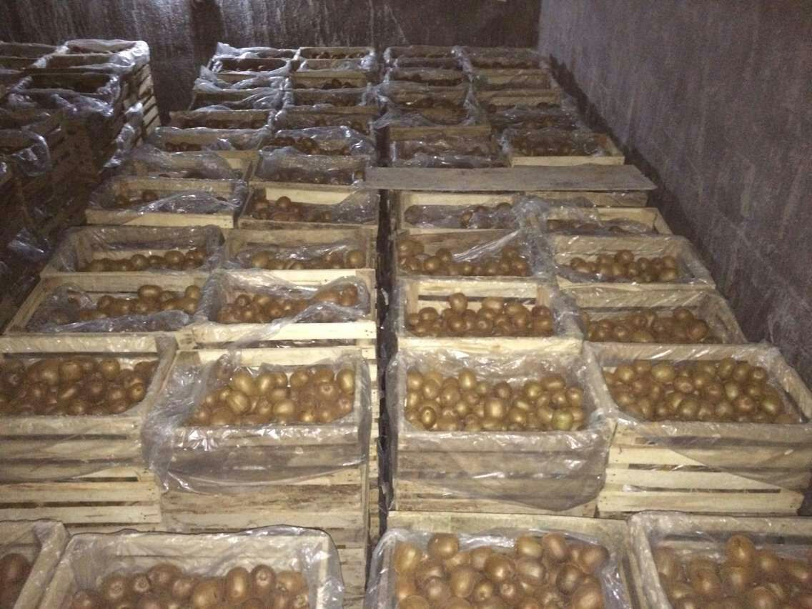 现代化冷库中堆放的海沃德猕猴桃纸箱,显示温控设备运行状态,工作人员正在检查果实硬度,体现其长期冷藏保存的产业应用场景 海沃德猕猴桃冷链仓储场景