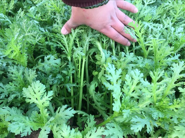 野菜芨芨菜图片