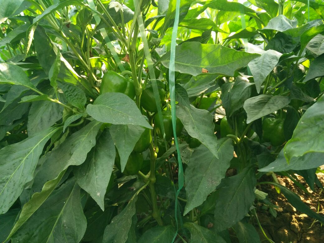 概念融合图:左为科学视角红椒透光结构摄影,展现细胞饱满与水分充盈;右为人文视角手绘生长叙事,强调从田间到厨房的‘新鲜’本质是生命连续体 创意拼贴:左半幅为阳光穿透红椒薄壁的透光特写(可见清晰种子腔与脉络),右半幅为手绘风格生长周期简笔画:幼苗→开花→挂果→成熟红椒,中间以绿色藤蔓线条自然衔接