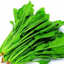 秋菠菜20~25厘米