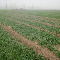 大叶菠菜15~20厘米