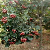 山楂树：3公分山楂树5公分，8公分，10公分，15公分