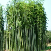竹子4~5m