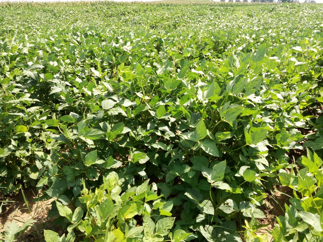 黑豆田间生长实景图