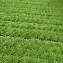 苦菊15~20cm