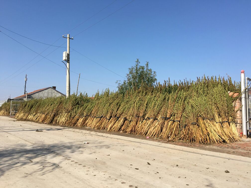 芝麻湾村芝麻加工车间