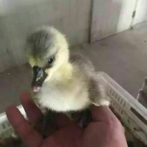 狮头鹅苗250g以下