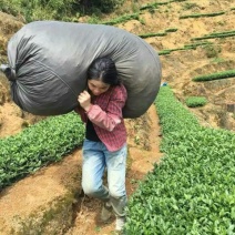观音茶二级