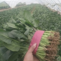 春菠菜35~40厘米