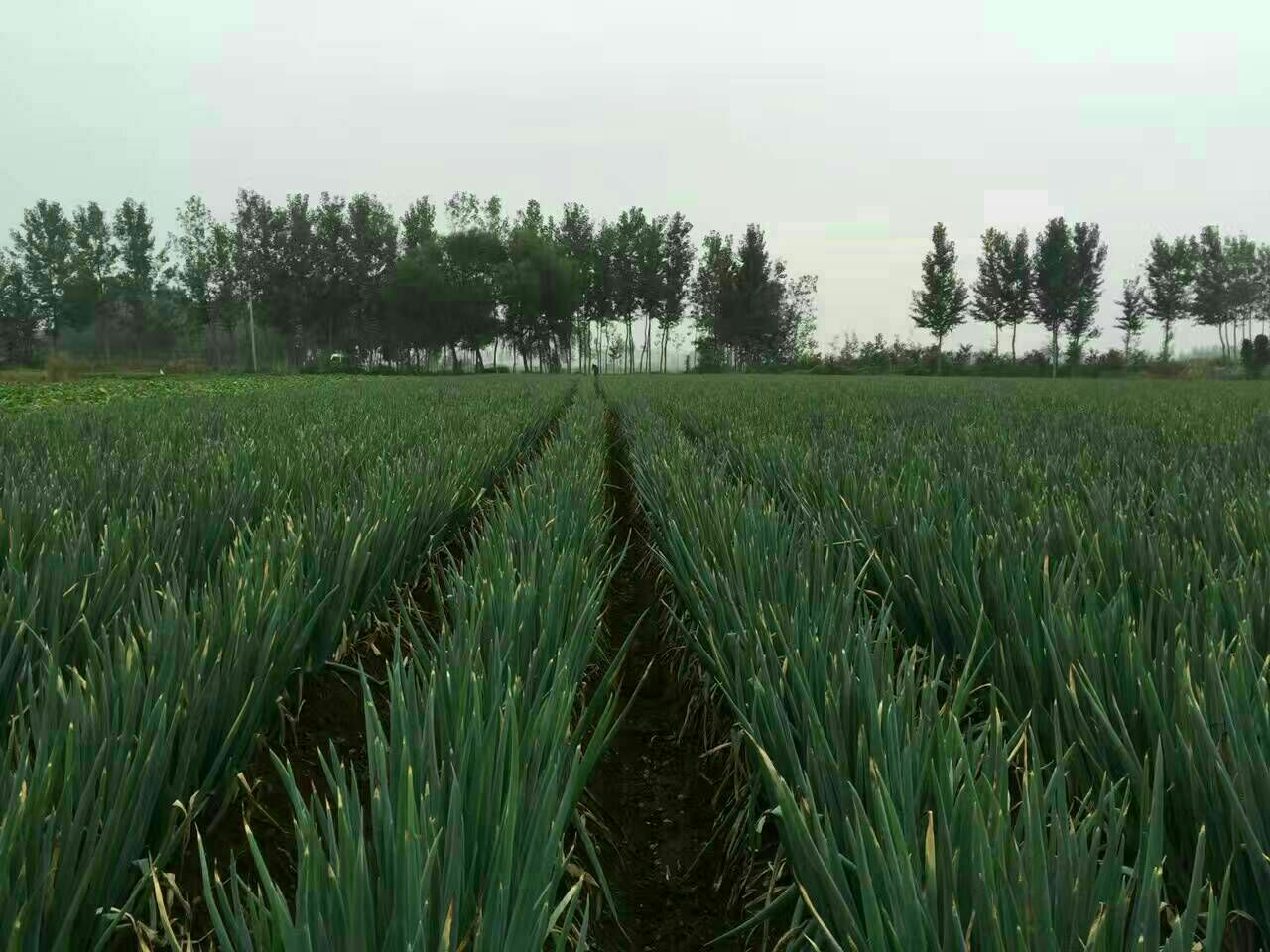 丰收季节的鸡腿葱采收现场