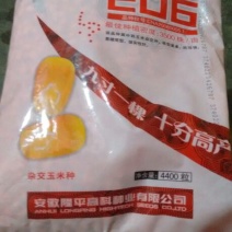 玉米种子