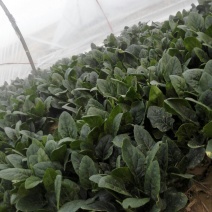 名门菠菜20~25厘米