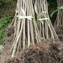 杜鹃2~4cm4cm以下0.5~1米