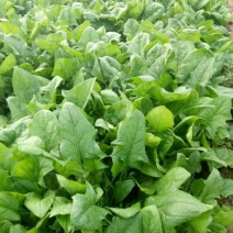 大叶菠菜15~20厘米