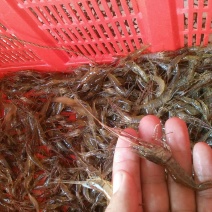河虾活虾26~30只/kg