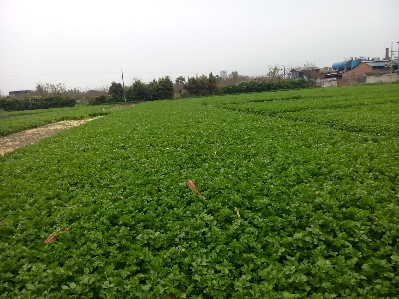 小香芹籽种植基地航拍图