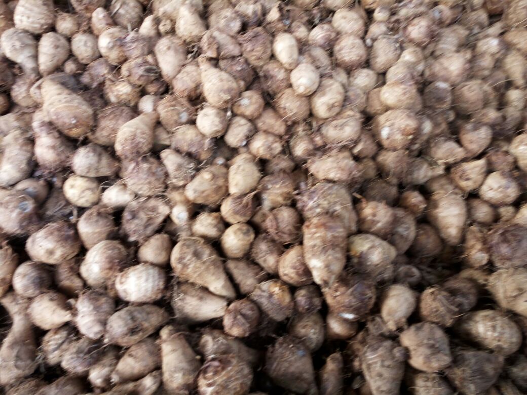 潮汕红桃粿文化场景：一位银发潮汕阿嬷手持红桃印模微笑示范，案板上摆放红曲米、糯米粉、包好未蒸的红桃粿胚，背景为潮汕祠堂门楣上的“福寿双全”木雕