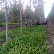 鸢尾