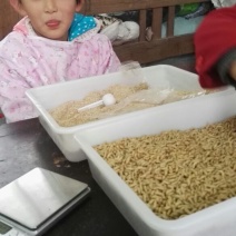 蝇蛆活蛆