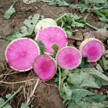心里美1~1.5斤起