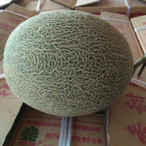 西州蜜瓜3斤以上长圆形